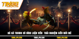 đá gà thomo có bình luận viên